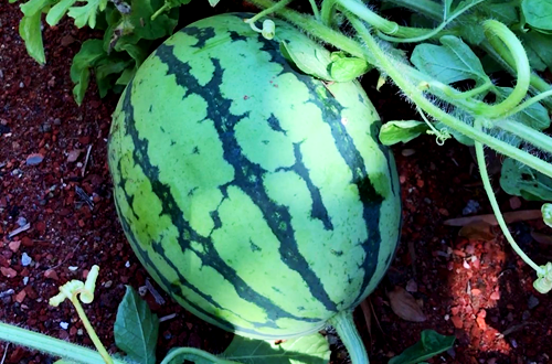 Watermelon growing in the garden - almost ripe!